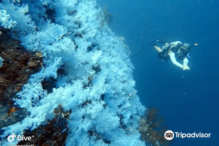 Dive Academy Fiji