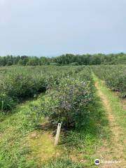 Pelkey's Blueberries