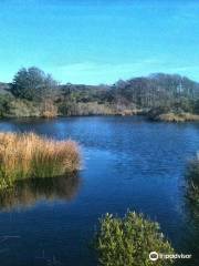 Windswept Cranberry Bog