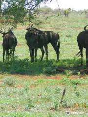 Moyo Wa Tandala Safari