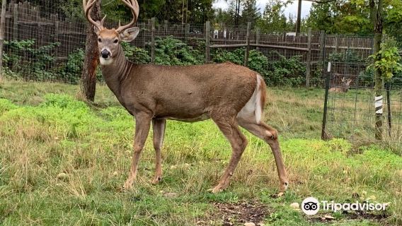 Deer Ranch
