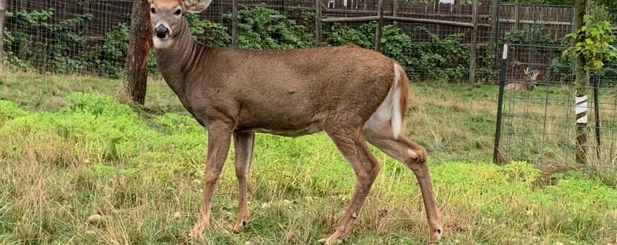 Deer Ranch