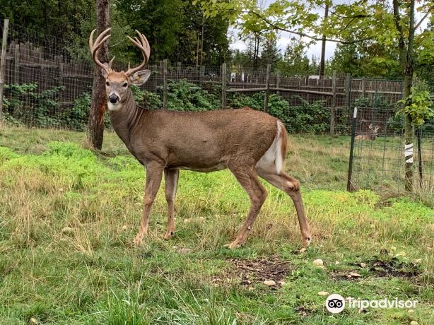 Deer Ranch