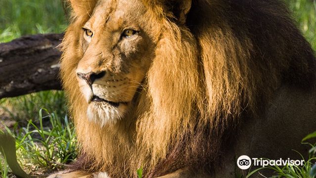 ジャクソンヴィル動物園＆庭園