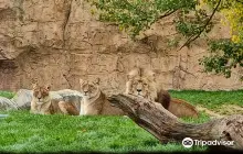 ZooParc de Beauval