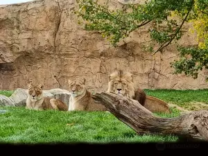 ボーバル動物園