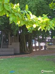 Fig Tree Play Ground