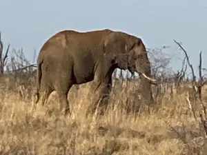 Madikwe Nature Reserve