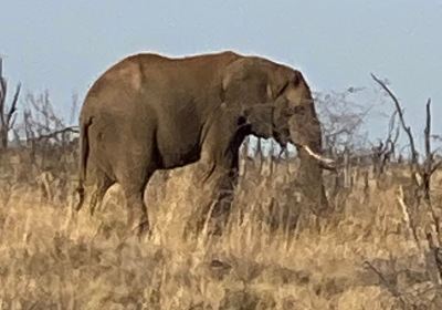 Madikwe Game Reserve