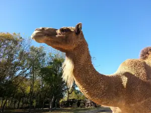 Wild Wilderness Drive-Through Safari