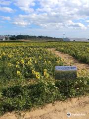 North Fork Sunflower Maze