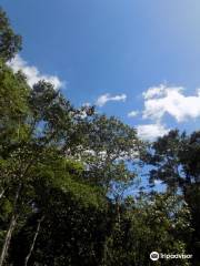 Mabira forest