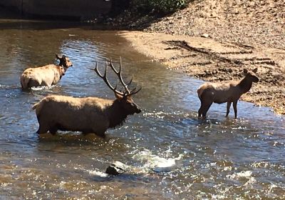 Riverwalk in Downtown Estes Park