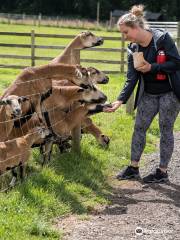 Bluebell Dairy Ice Cream Farm