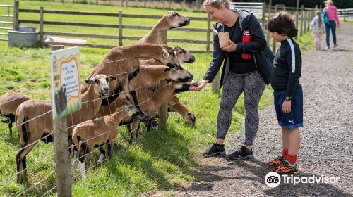 Bluebell Dairy Ice Cream Farm