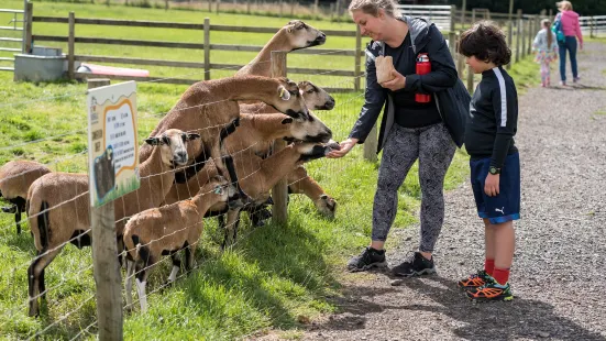 Bluebell Dairy Ice Cream Farm