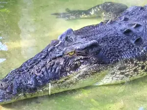 Sandakan Crocodile Farm