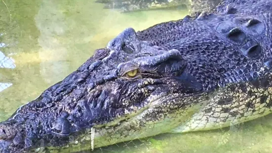 Sandakan Crocodile Farm