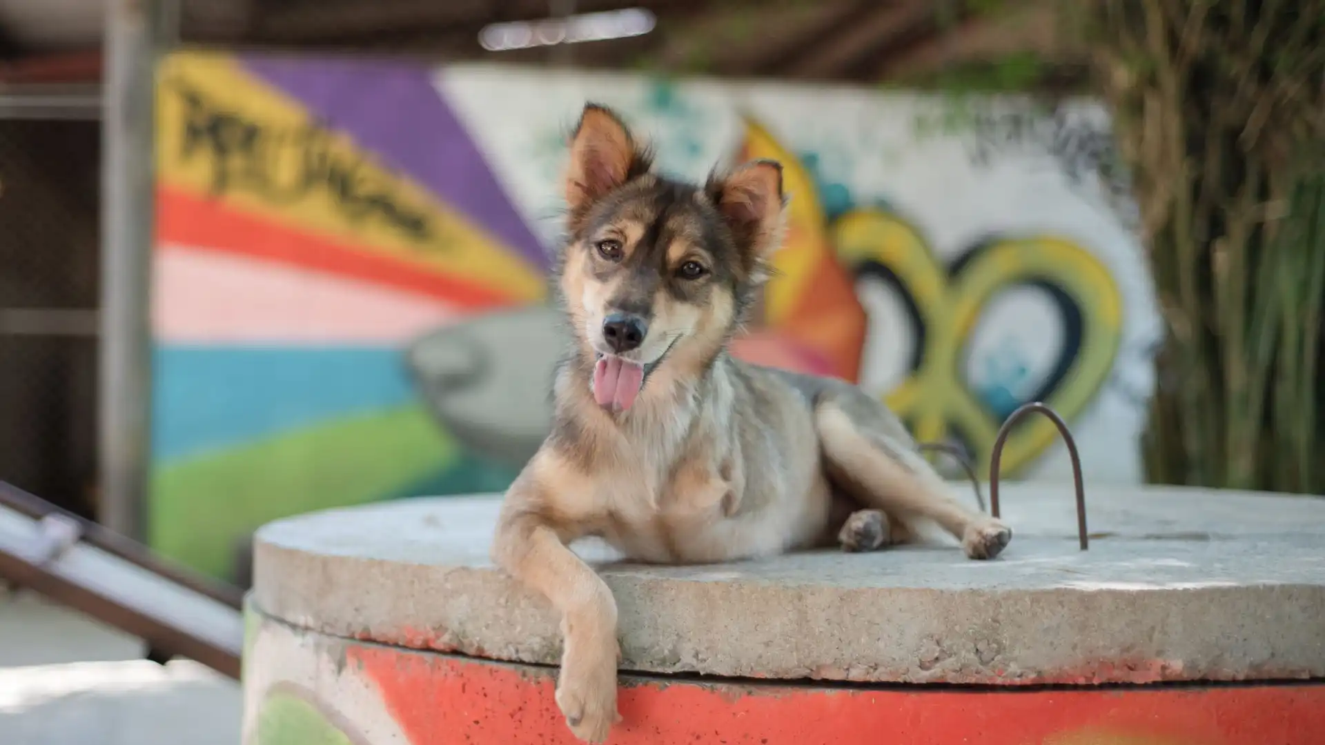 Hotels in der Nähe von Soi Dog Foundation