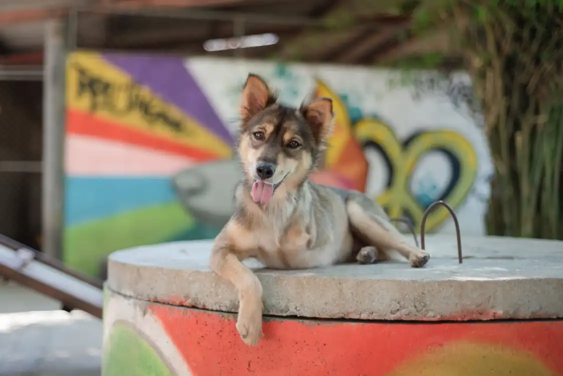 Hotel dekat Soi Dog Foundation
