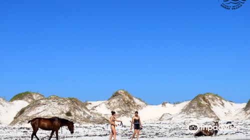 Pearly Beach Horse Trails