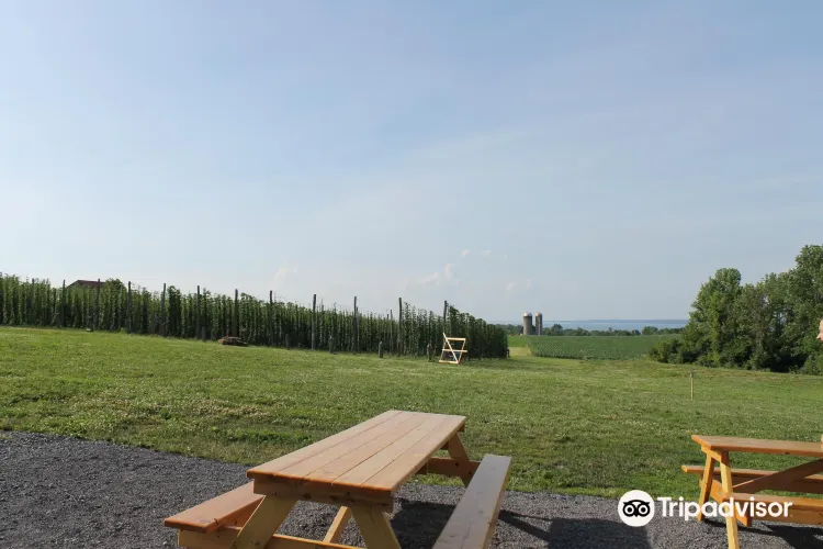 Climbing Bines Hop Farm & Brewery3