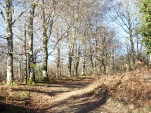 Menhir de Ceinturat