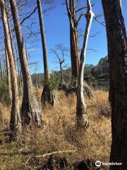 Bosque nacional de Apalachicola