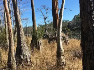 Forêt nationale d'Apalachicola
