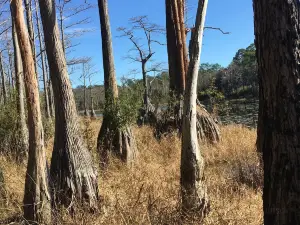 Apalachicola National Forest