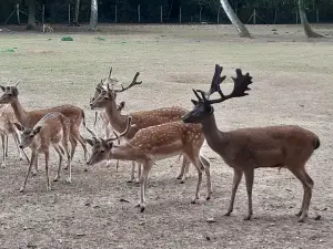 Hochwildpark Rheinland