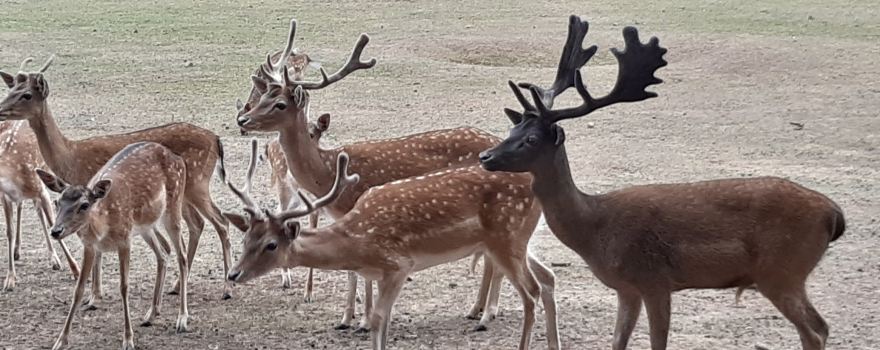Hochwildpark Rheinland GmbH