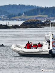 Jolly Breeze Tall Ship Whale Adventures