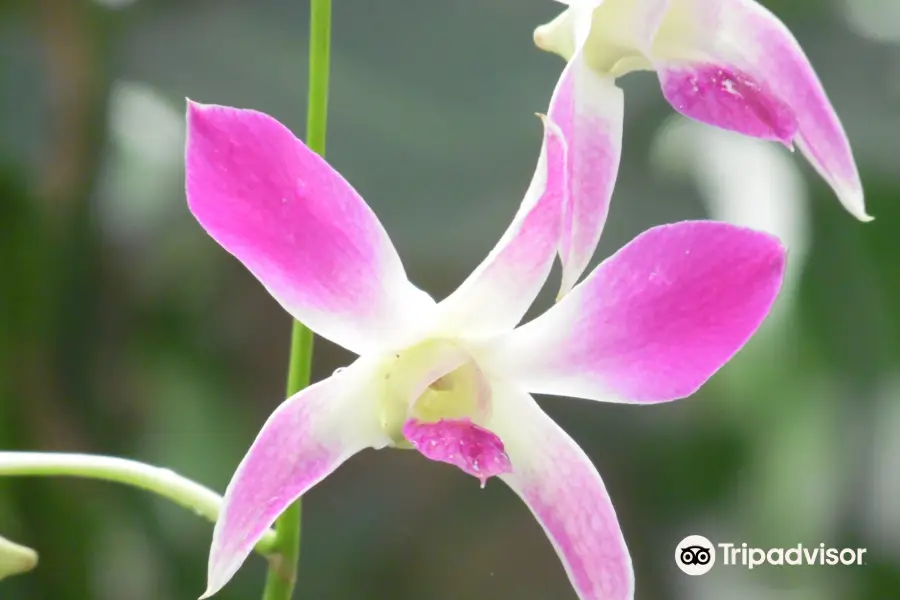 Orquidario de Morelia