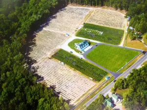 DiMeo Blueberry Farms & Blueberry Plants Nursery