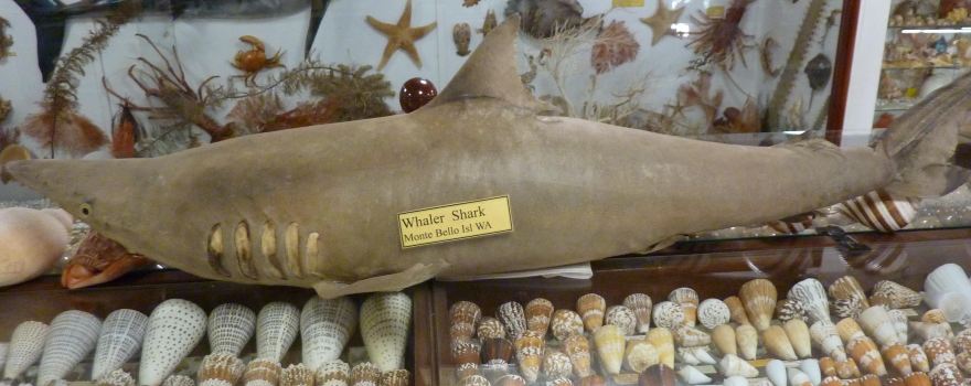 Bellview Shell Collection