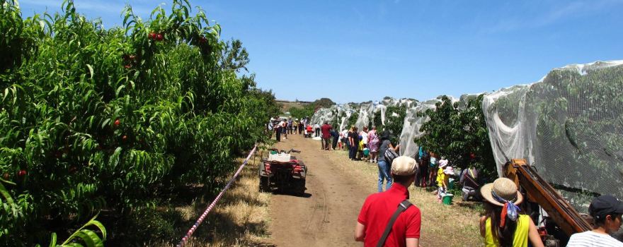 Payne's Orchards