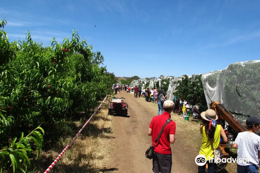 Payne's Orchards