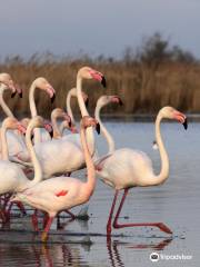 Le Parc Ornithologique de Pont de Gau