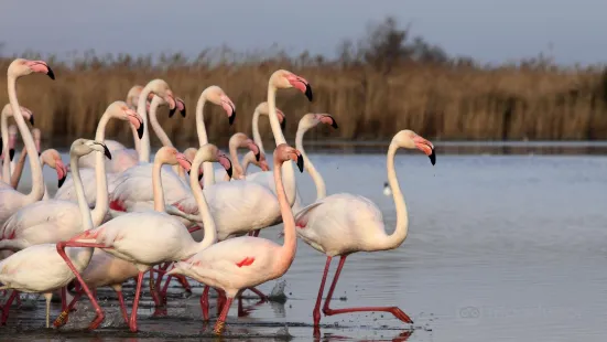 Ornithological Park of Pont de Gau