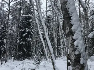 ハーシー・レイク保護地域