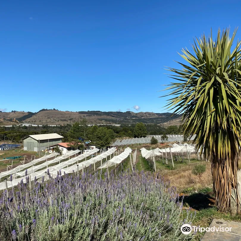 1_Vinhedos do Monte Agudo