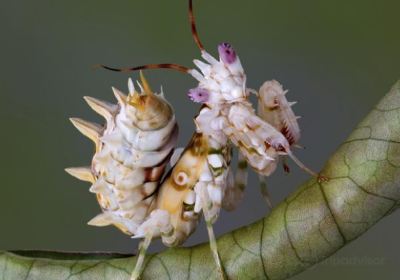 GT Butterfly House & Bug Zoo