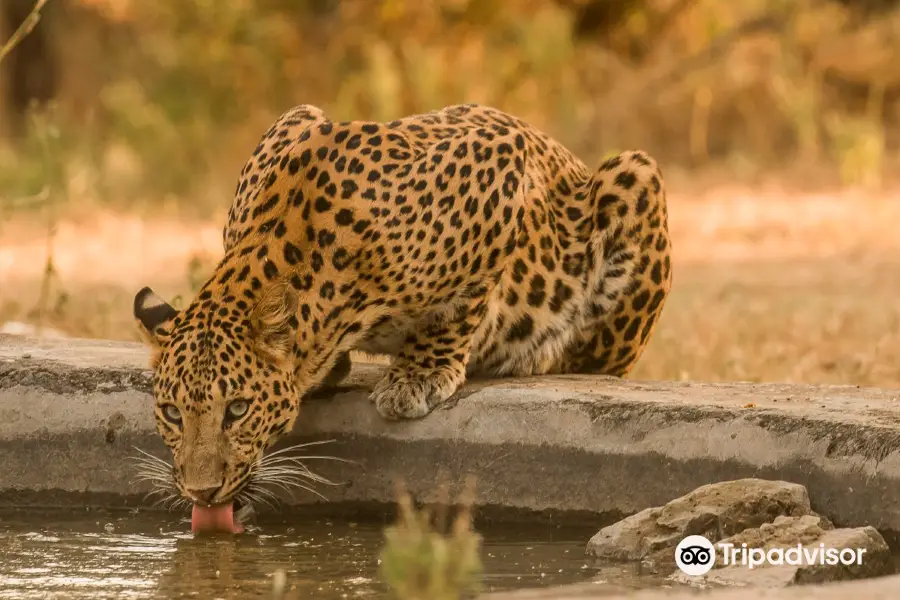 Jhalana Panther Safari- Wild Trail Safari