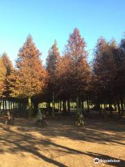 Bald Pine Forest