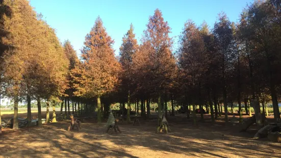 Bald Pine Forest