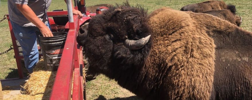 Broken Wagon Bison