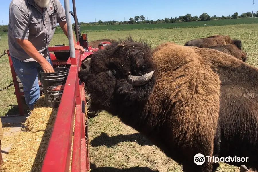 Broken Wagon Bison