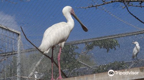 Bird Park Malta