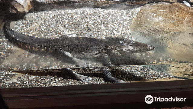 Electric City Aquarium & Reptile Den